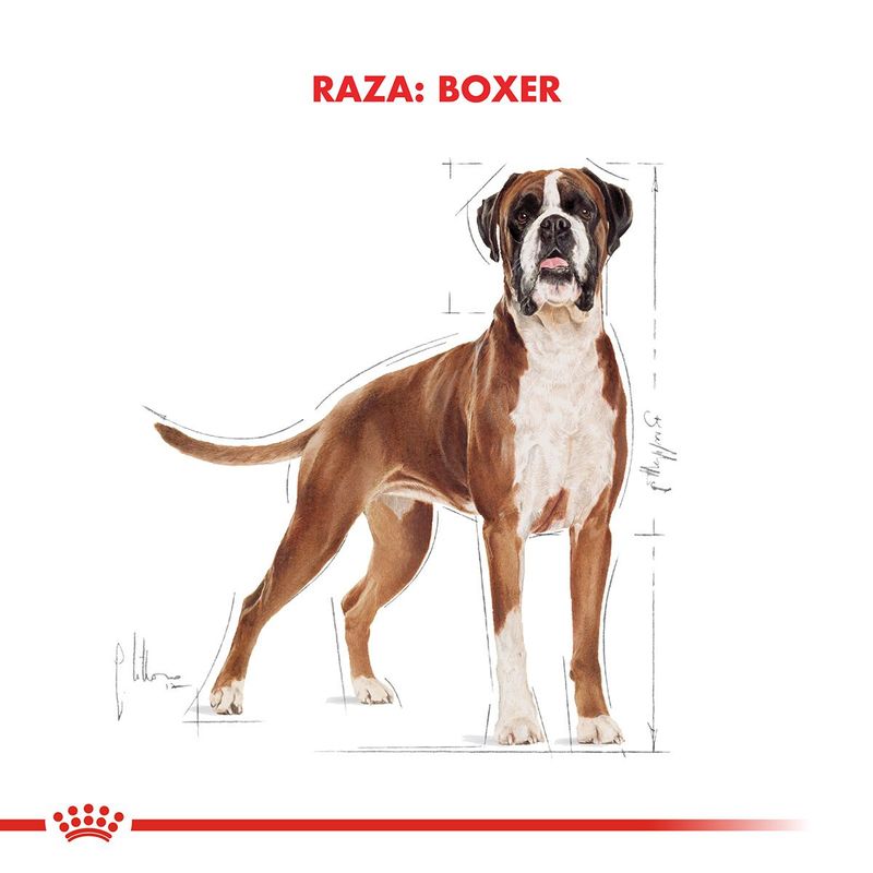 Royal-Canin-Perro-Boxer-Adulto-x-12-kg