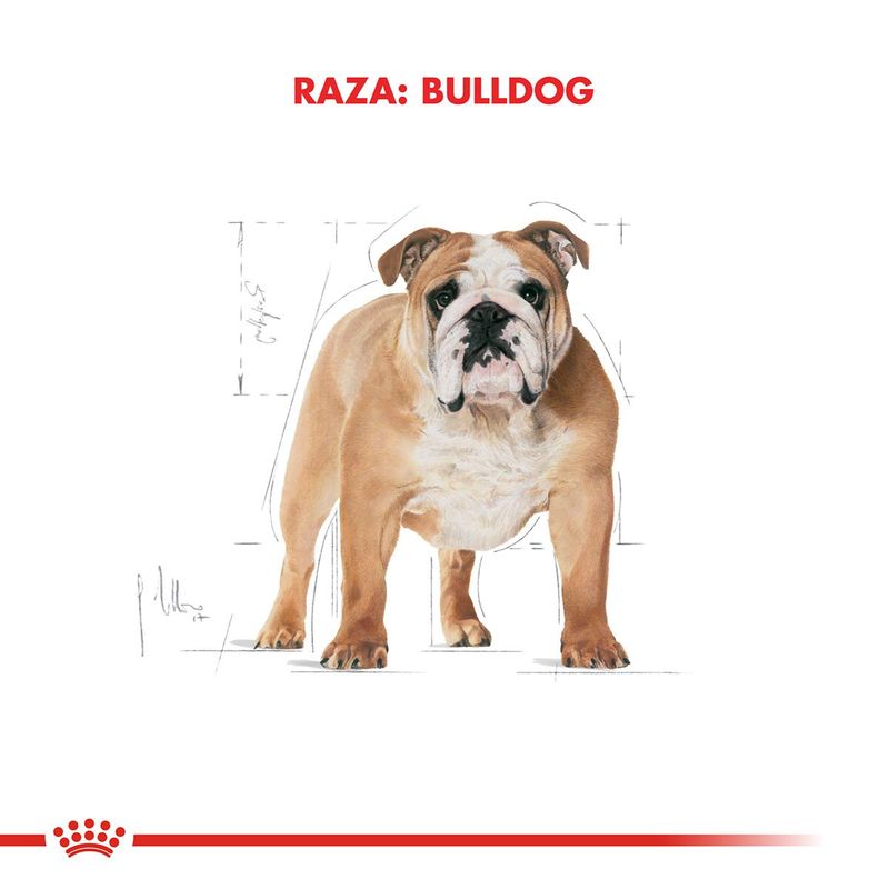 Royal-Canin-Perro-Bulldog-Adulto-x-12-kg