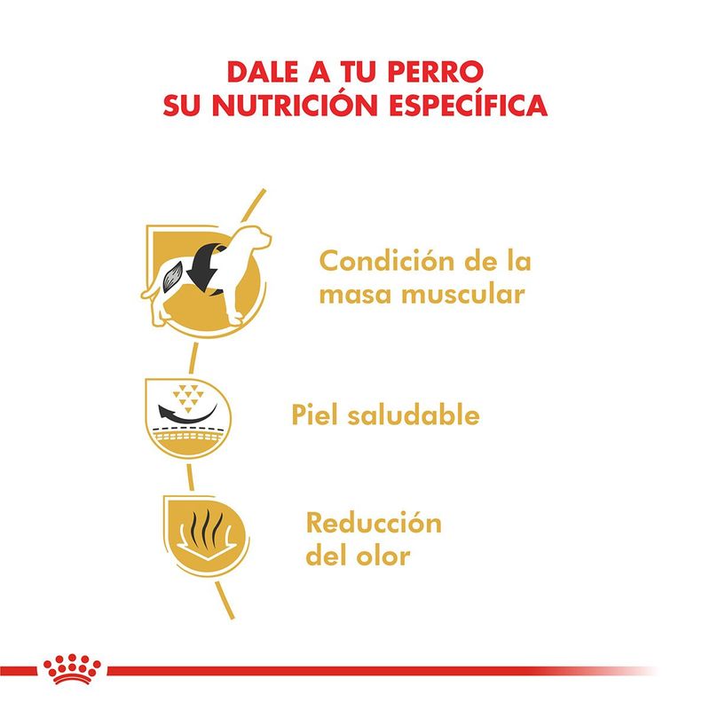 Royal-Canin-Perro-Bulldog-Frances-Adulto-x-3-kg