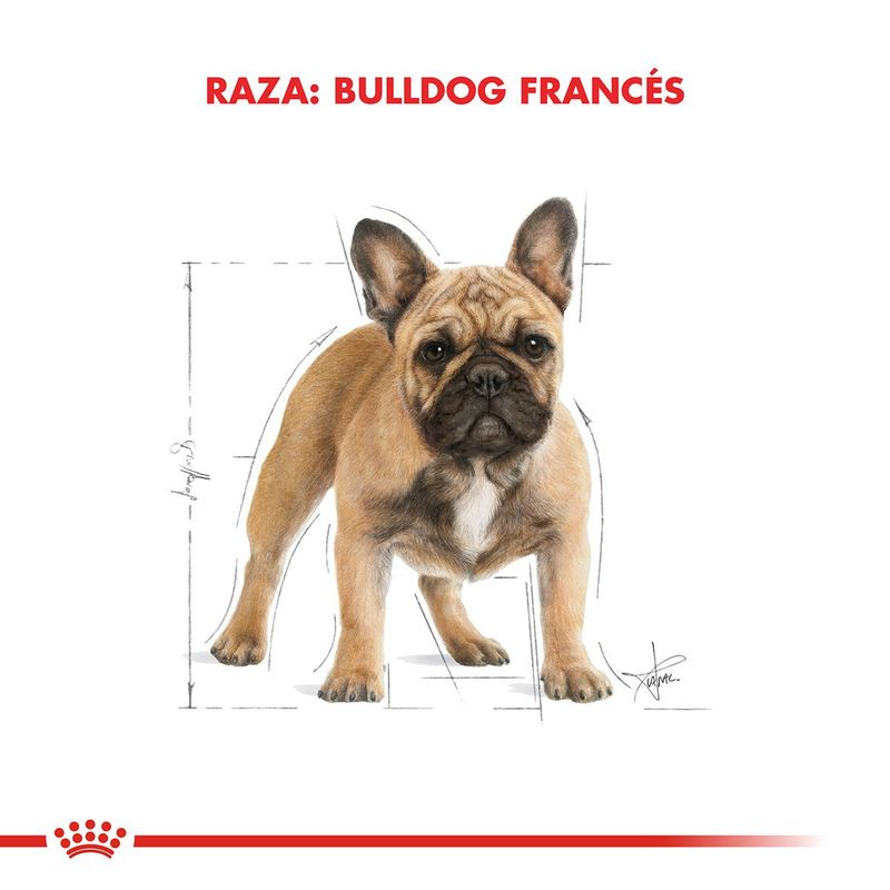 Royal-Canin-Perro-Bulldog-Frances-Adulto-x-3-kg