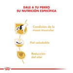 Royal-Canin-Perro-Bulldog-Frances-Adulto-x-75-kg