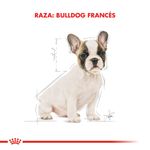 Royal-Canin-Perro-Bulldog-Frances-Cachorro-x-3-kg