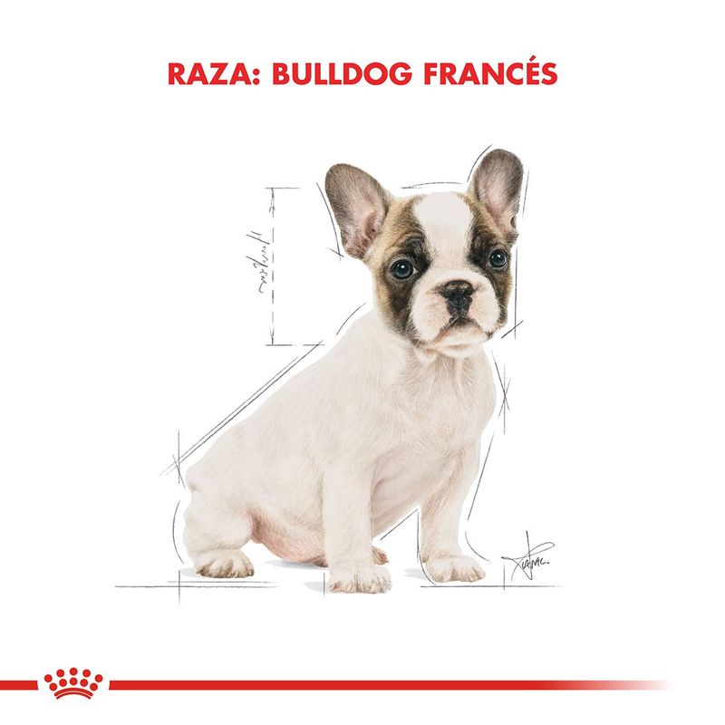 Royal-Canin-Perro-Bulldog-Frances-Cachorro-x-3-kg