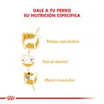 Royal-Canin-Perro-Caniche-Adulto-x-1-kg