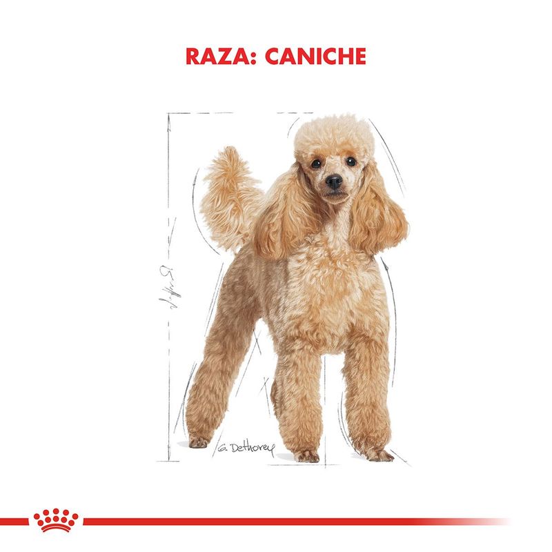 Royal-Canin-Perro-Caniche-Adulto-x-1-kg