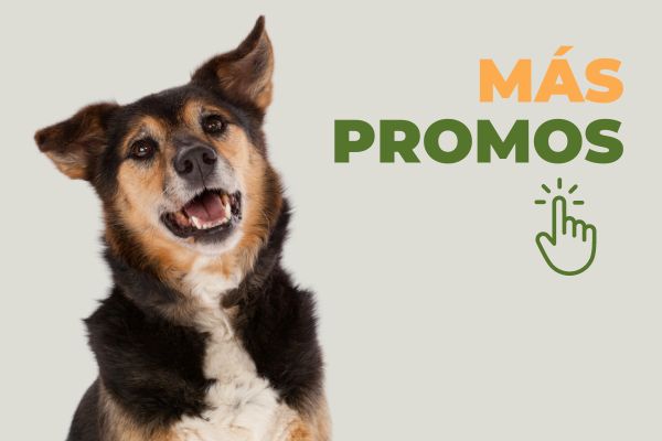 semana del perro en kangoo pet food
