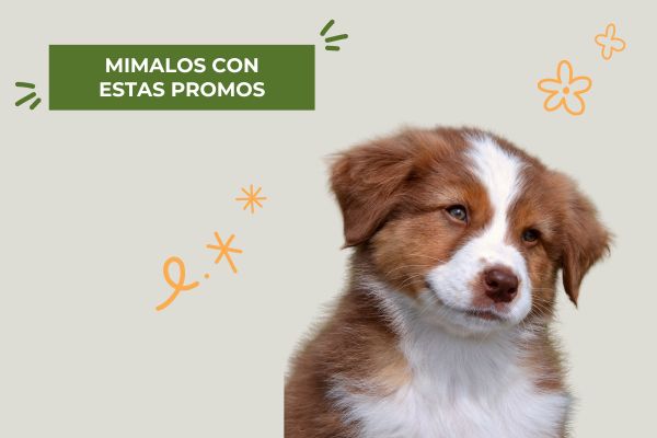 promos de la semana del perro