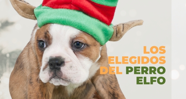 Perro elfo