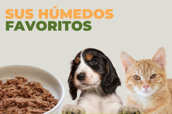Alimentos Humedos
