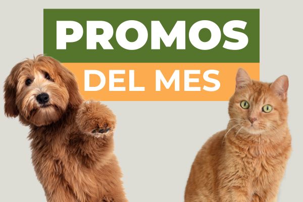 Promos del mes